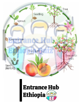 EH_Bio Unit 4 Food making MCQs.pdf